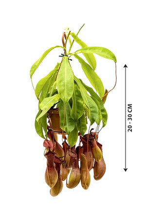 Monkey Jar - Nepenthes - Plantsworld.ae