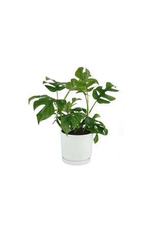 Decorative houseplant with split, fenestrated green leaves
