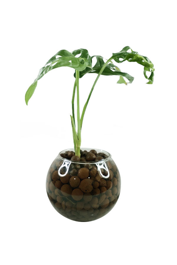 Monstera Obliqua Swiss Cheese Vine indoor water plant with unique hole-punched leaves
