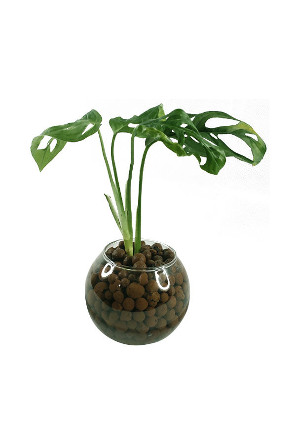 Monstera Obliqua - Swiss Cheese Vine-Water Plant - Plantsworld.ae