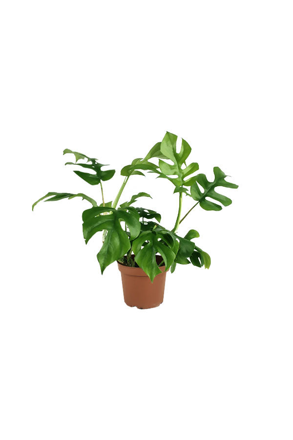 Mini Monstera - Monstera Tetrasperma - Plantsworld.ae