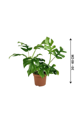 Mini Monstera - Monstera Tetrasperma - Plantsworld.ae