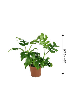 Mini Monstera - Monstera Tetrasperma - Plantsworld.ae