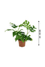 Mini Monstera - Monstera Tetrasperma - Plantsworld.ae