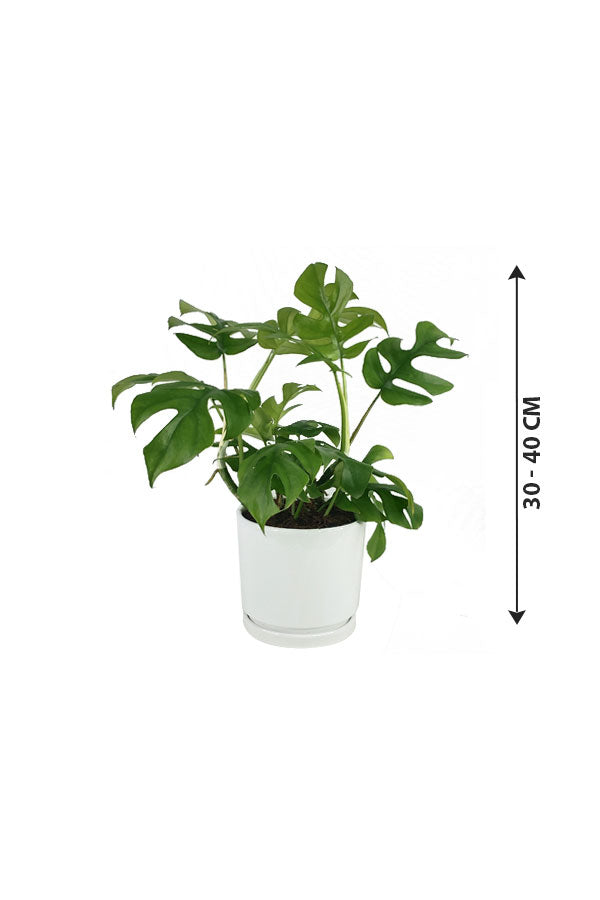 Mini Monstera - Monstera Tetrasperma - Plantsworld.ae