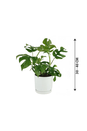 Mini Monstera - Monstera Tetrasperma - Plantsworld.ae