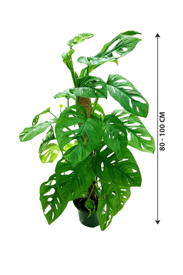 Swiss Cheese Vine - Monstera Obliqua - Plantsworld.ae