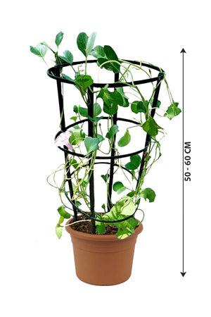 Beach Morning Glory - Ipomoea Pes-Caprae - Plantsworld.ae