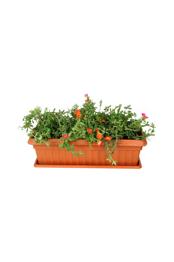 Portulaca Grandiflora  - In Rectangular Pot - Plantsworld.ae