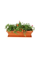 Portulaca Grandiflora  - In Rectangular Pot - Plantsworld.ae