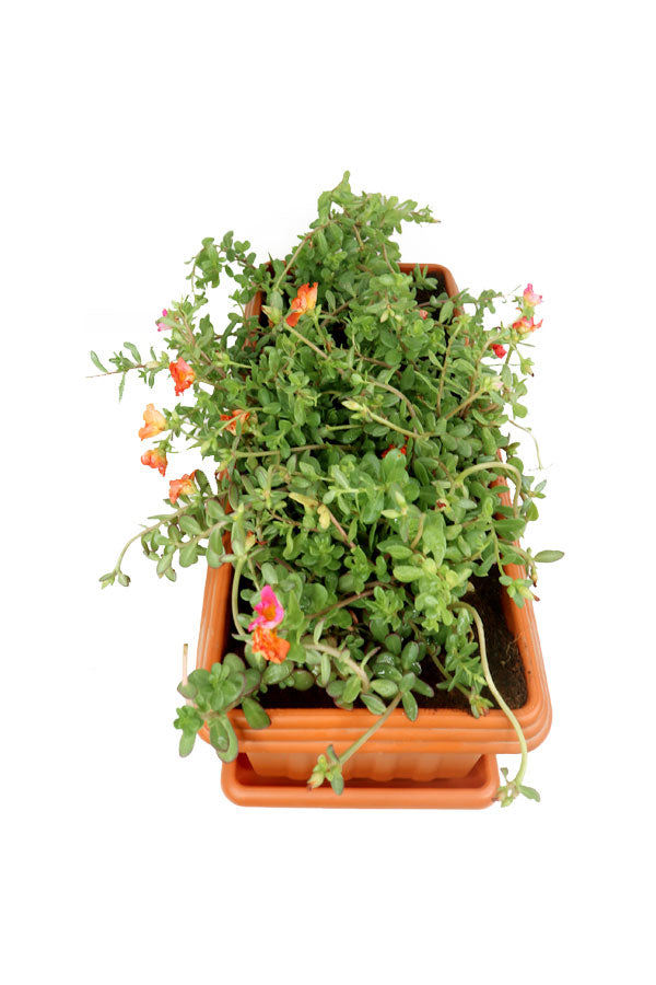 Portulaca Grandiflora  - In Rectangular Pot - Plantsworld.ae