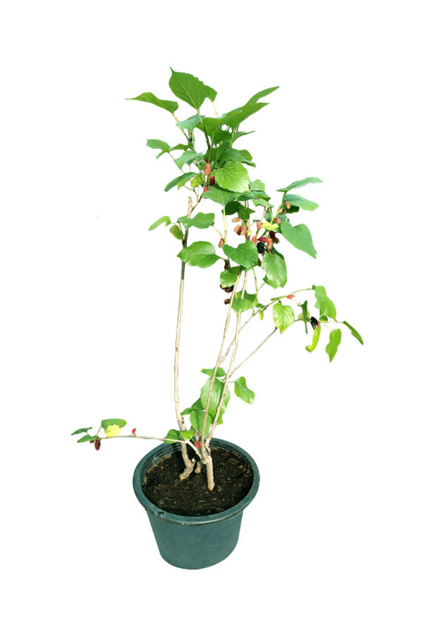 Mulberry outdoor fruit plant (Genus Morus) with ripe purple fruits and lush green leaves, available at Plantsworld.ae in Dubai, UAE
