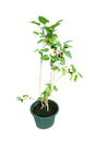 Mulberry outdoor fruit plant (Genus Morus) with ripe purple fruits and lush green leaves, available at Plantsworld.ae in Dubai, UAE