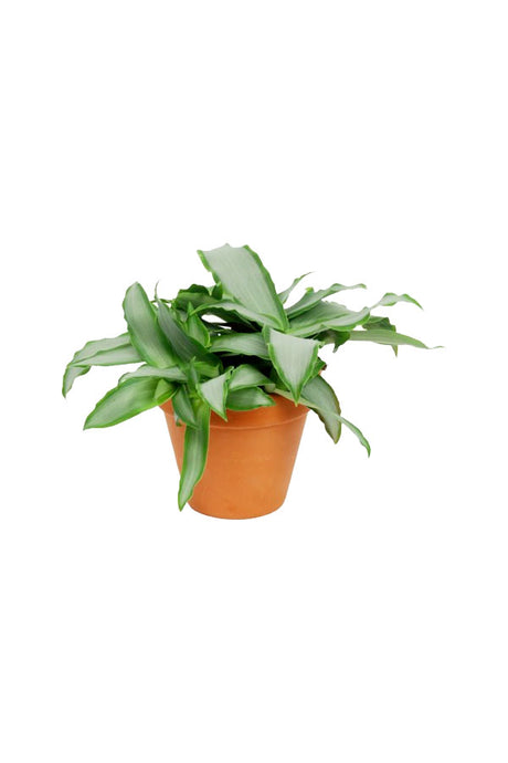 Murdannia Loriformis  - "Bright Star" - Indoor Plant - Plantsworld.ae