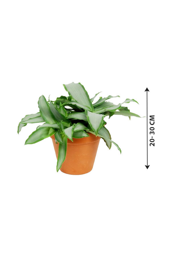 Murdannia Loriformis  - "Bright Star" - Indoor Plant - Plantsworld.ae