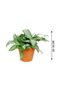 Murdannia Loriformis  - "Bright Star" - Indoor Plant - Plantsworld.ae