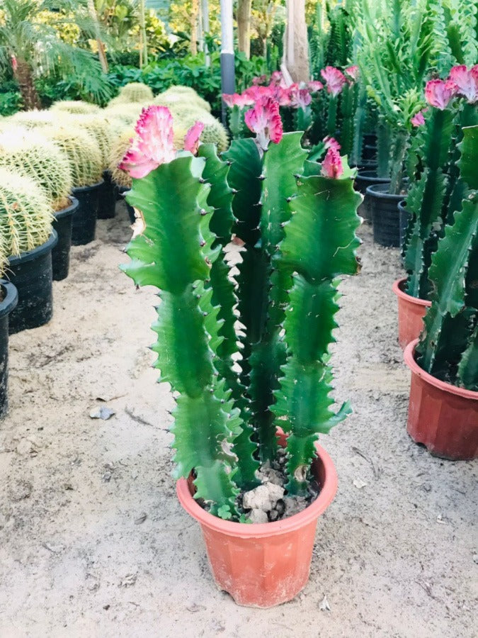 Coral Cactus - Euphorbia Lactea Cristata - Plantsworld.ae