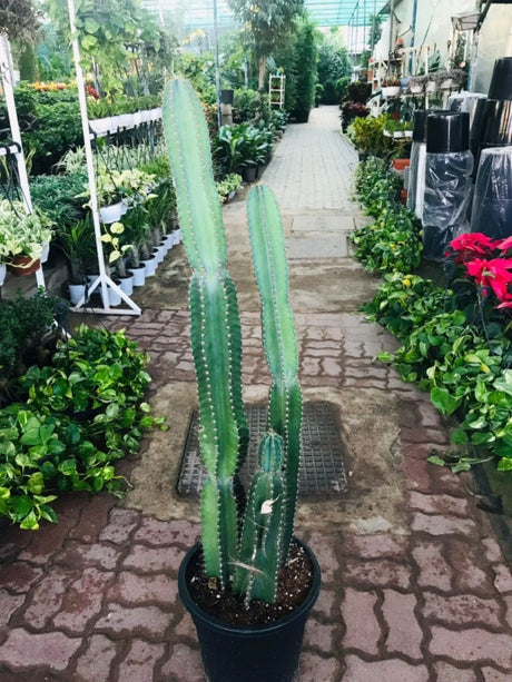 Cactus - Cereus Hildmannianus - Plantsworld.ae