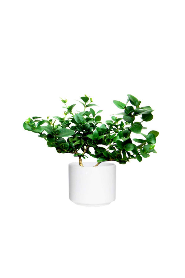 Natal Plum - Carissa Macrocarpa - Plantsworld.ae