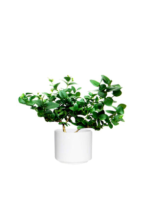 Natal Plum - Carissa Macrocarpa - Plantsworld.ae