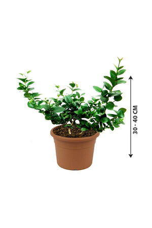 Natal Plum-Carissa Macrocarpa - Natal Plum-Carissa Macrocarpa - Plantsworld.ae
