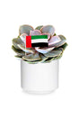 Violet Echeveria Cactus & Succulent in decorative pot, perfect National Day gift