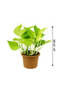 Neon Pothos - Epipremnum Aureum 'Neon' - Plantsworld.ae