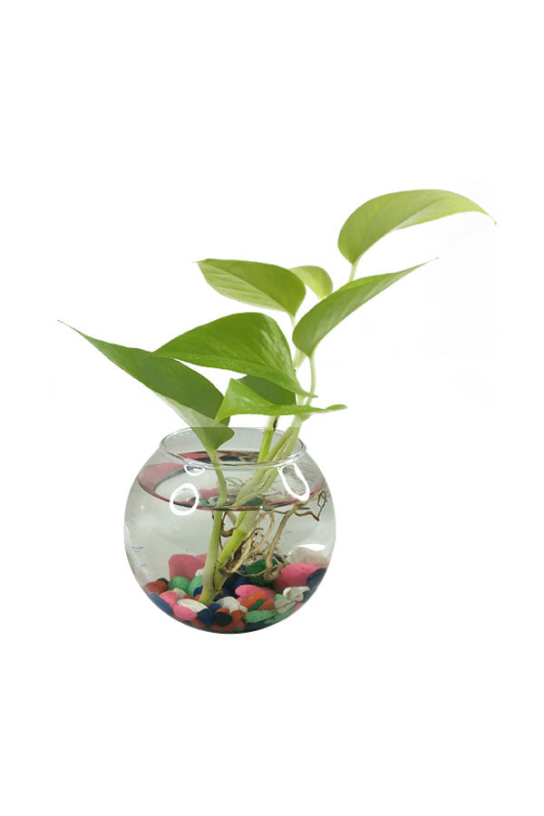Neon Pothos - Money Plant -Water Plant - Plantsworld.ae