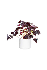 Oxalis Triangularis False Shamrock indoor plant with striking purple triangular foliage
