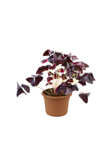 Oxalis Triangularis - False Shamrock - Plantsworld.ae