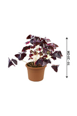 Oxalis Triangularis - False Shamrock - Plantsworld.ae