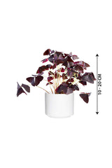 Oxalis Triangularis - False Shamrock - Plantsworld.ae