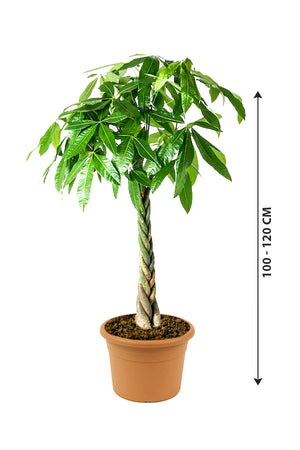Pachira Twisted - Money Tree - Plantsworld.ae