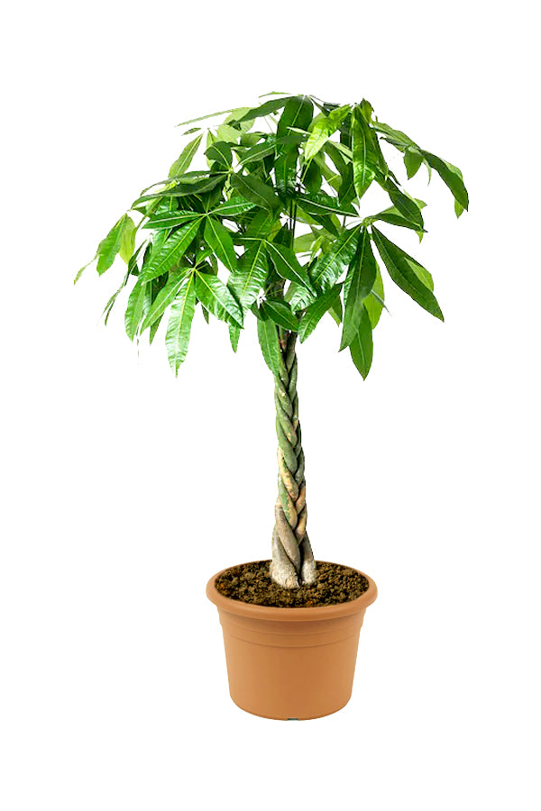 Pachira Twisted - Money Tree - Plantsworld.ae