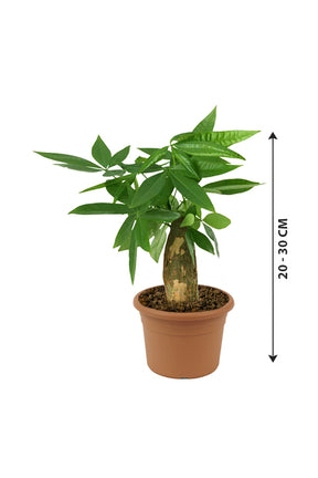 Money Tree - Pachira Aquatica - Plantsworld.ae