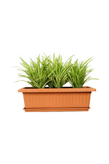 Pandanus - Screw Pine Plant - Plantsworld.ae