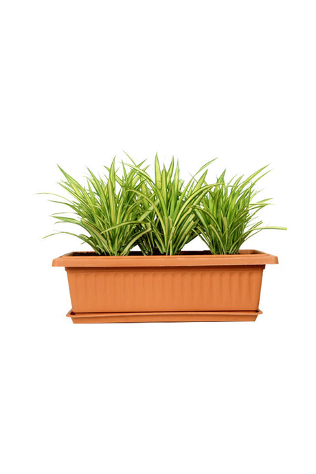 Pandanus - Screw Pine Plant - Plantsworld.ae