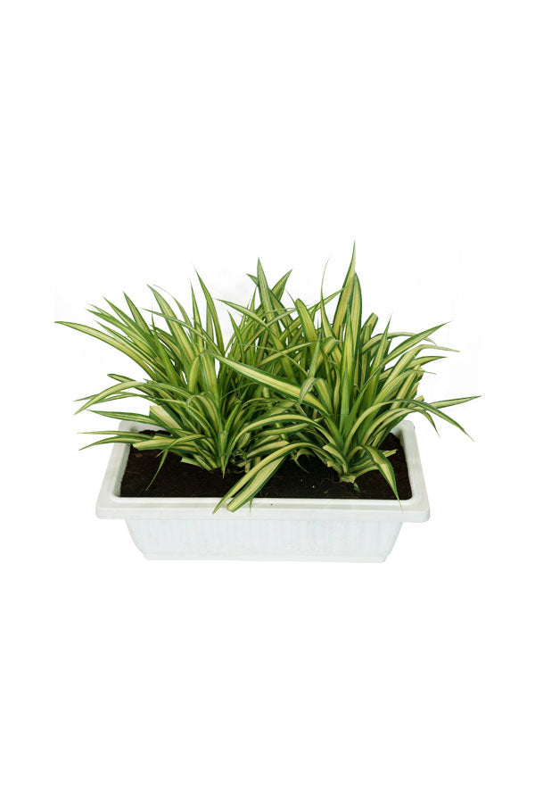 Pandanus - Screw Pine Plant - Plantsworld.ae