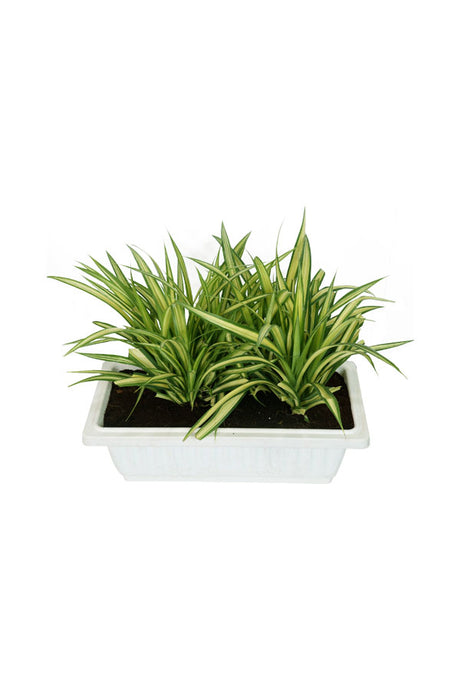 Pandanus - Screw Pine Plant - Plantsworld.ae