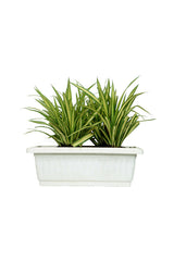 Pandanus – Screw Pine Plant with long, spiraled green leaves in a modern pot, ideal for indoor and outdoor decor.