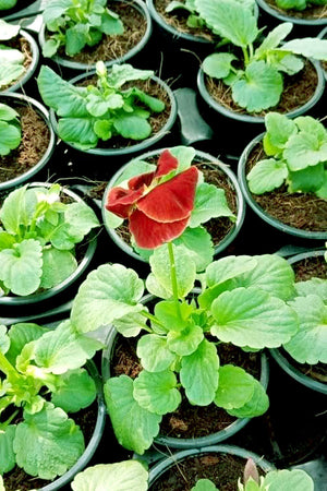 Pansy Plant - Viola Tricolor Var. Hortensis - Plantsworld.ae