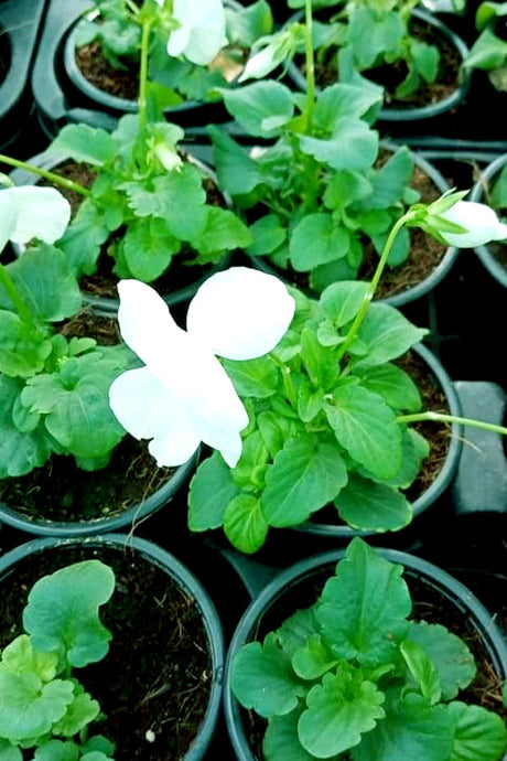 Pansy Plant - Viola Tricolor Var. Hortensis - Plantsworld.ae