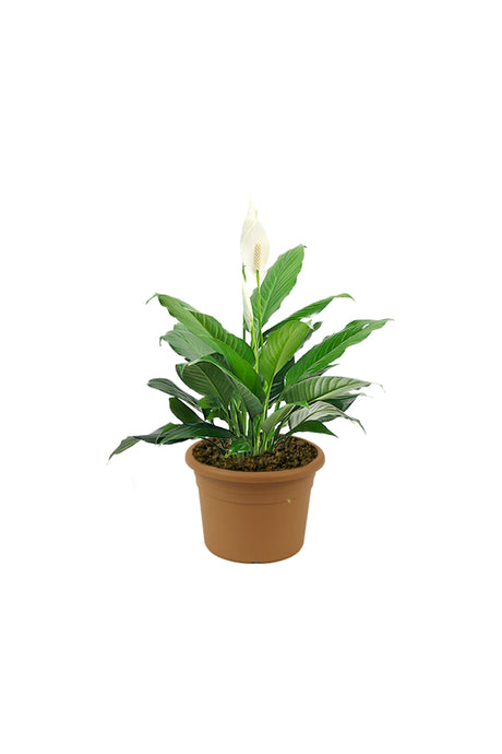 Peace Lily - Spathiphyllum Wallisii - Plantsworld.ae