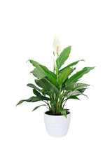 Platinum Office Combo Package - Plantsworld.ae