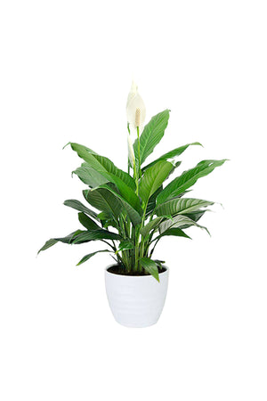 Diamond Office Plant Combo - Mixed Species - Plantsworld.ae