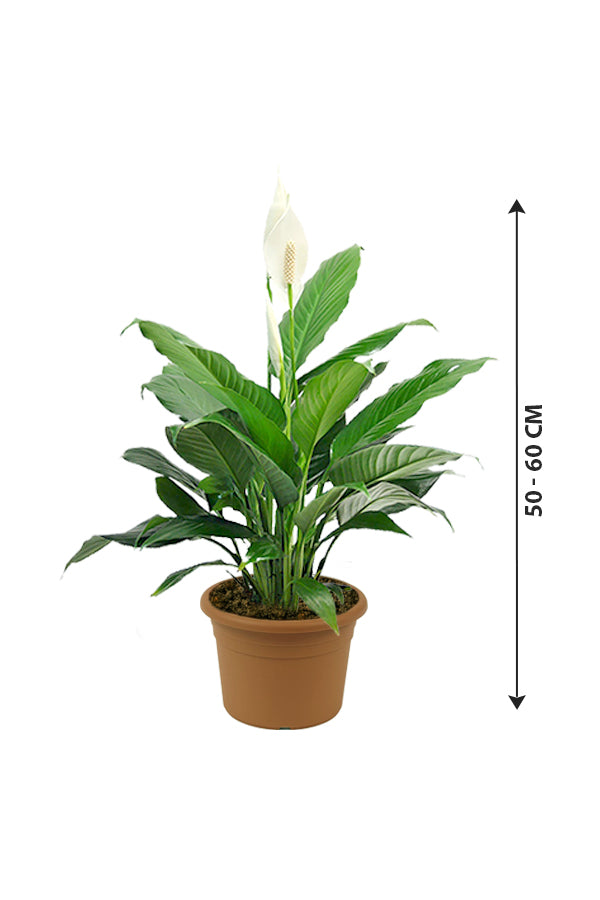Peace Lily - Spathiphyllum Wallisii - Plantsworld.ae