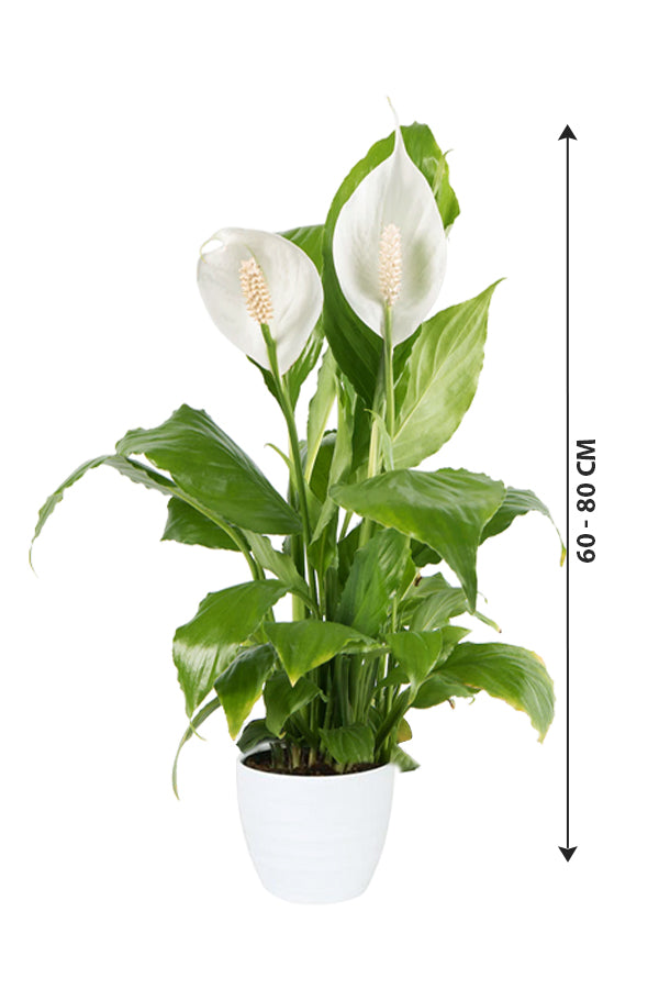 Peace Lily - Spathiphyllum Wallisii - Plantsworld.ae