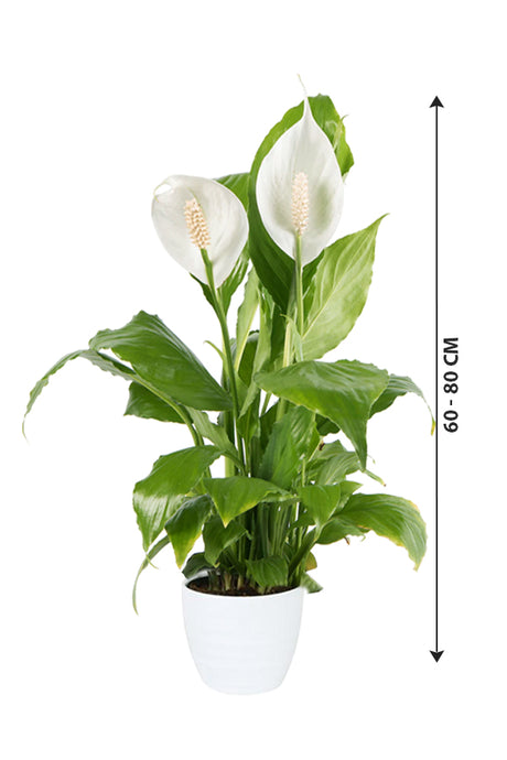 Peace Lily - Spathiphyllum Wallisii - Plantsworld.ae