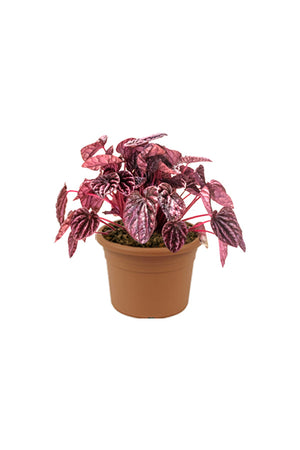 Red Luna - Peperomia Caperata - Plantsworld.ae