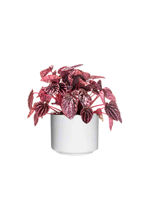 Red Luna Peperomia Caperata indoor plant with deep red rippled foliage